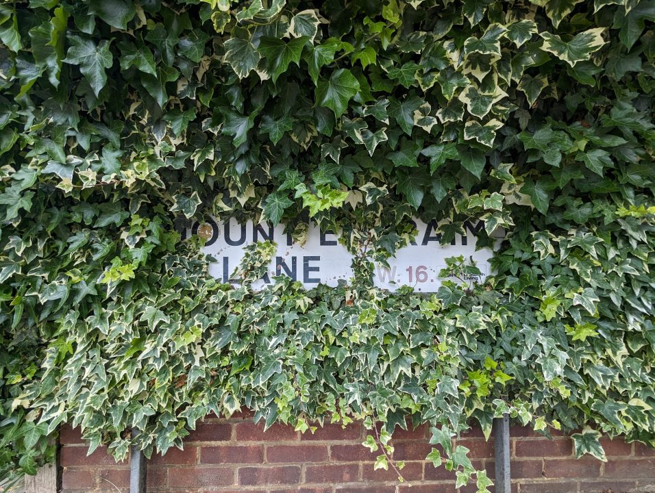 A street sign covered in ivy in Streatham Hill